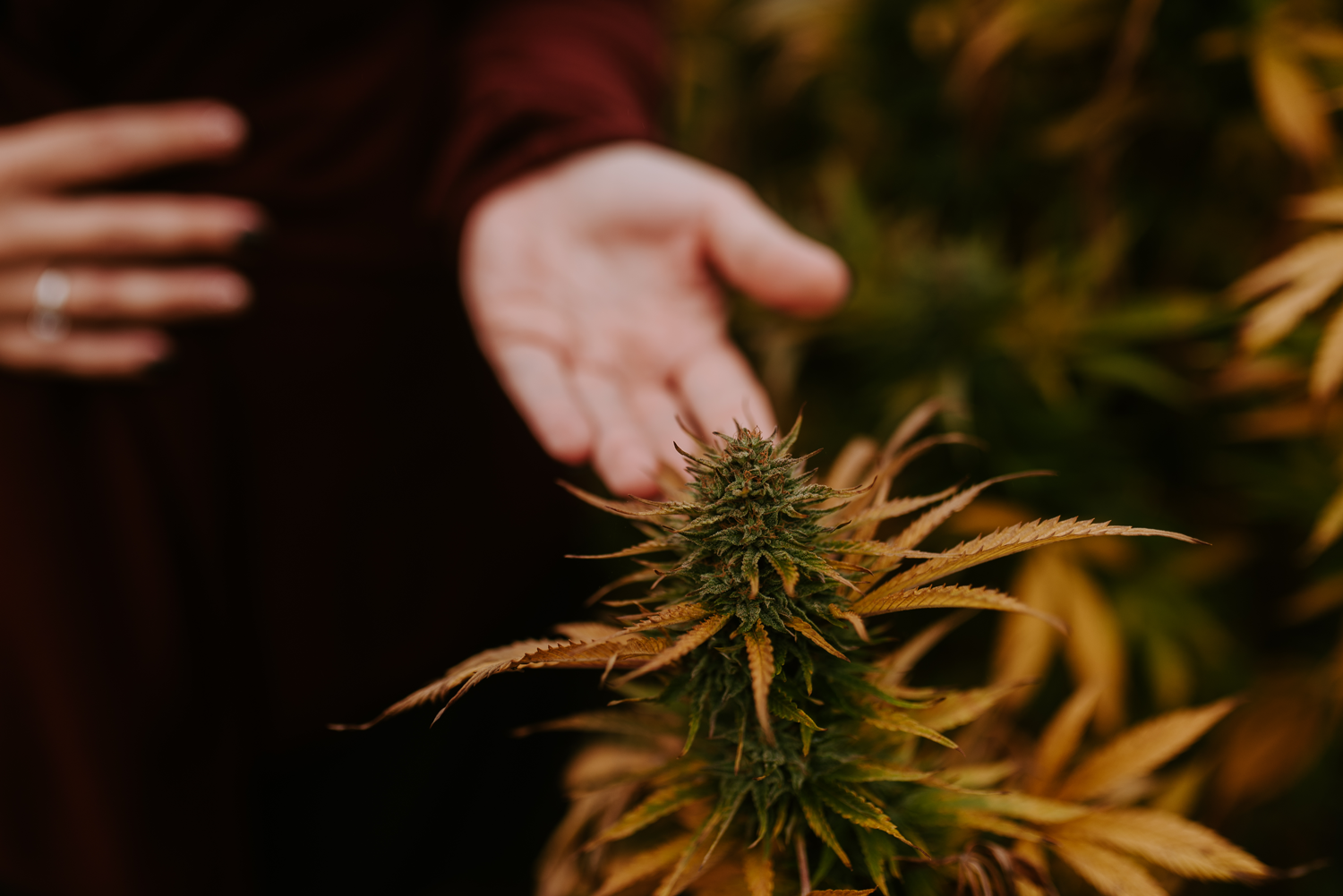 Contact Us Healing Harbors Hemp CBD